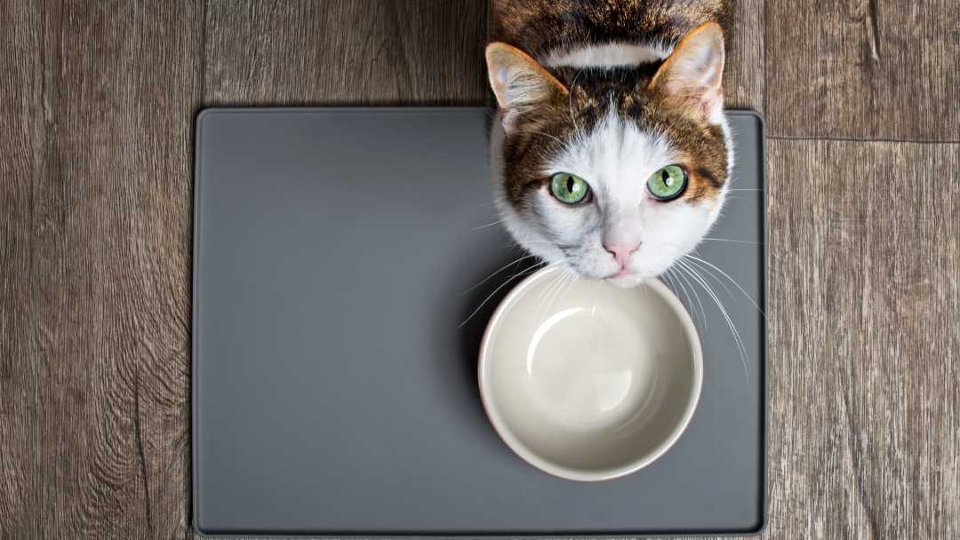 Cat not store eating for days